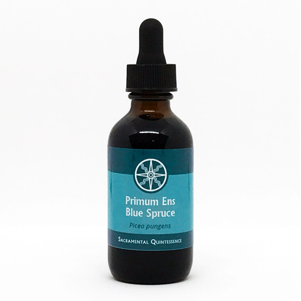 Primum Ens Blue Spruce